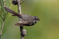 Pavik - Rhipidura albiscapa - Grey Fantail o3607